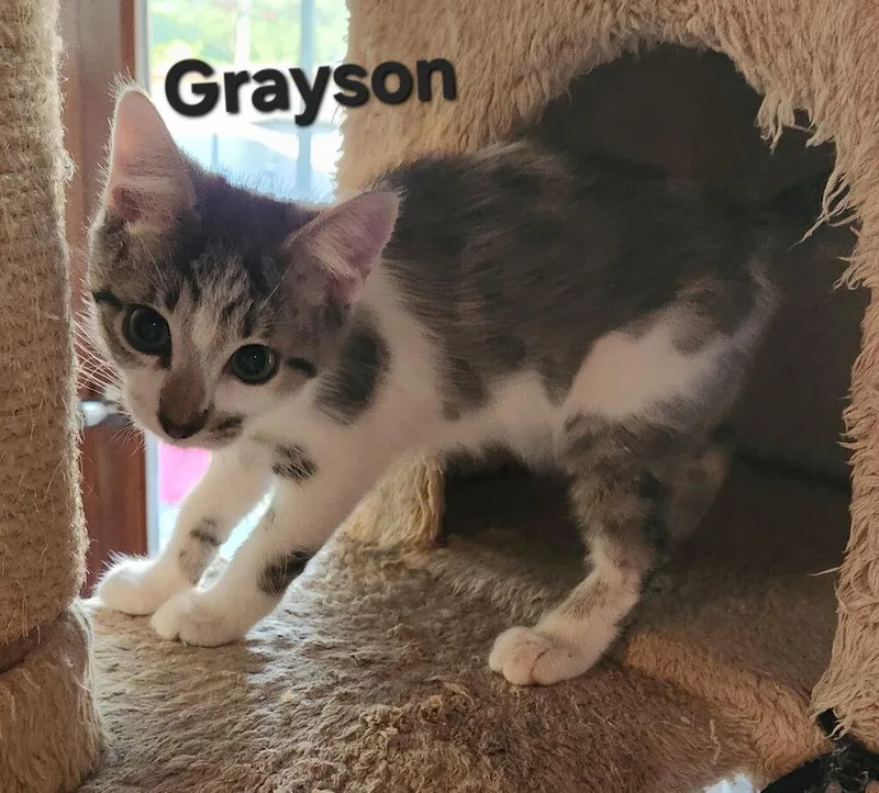 A baby small-sized male Domestic Short Hair cat named Grayson for adoption in Dallas, TX