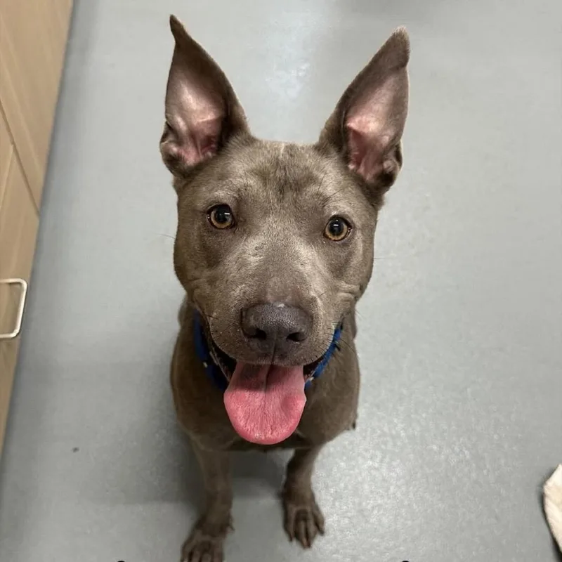 An adult small-sized male Gray / Blue / Silver Terrier dog named Dexter for adoption in Mount Vernon, IN