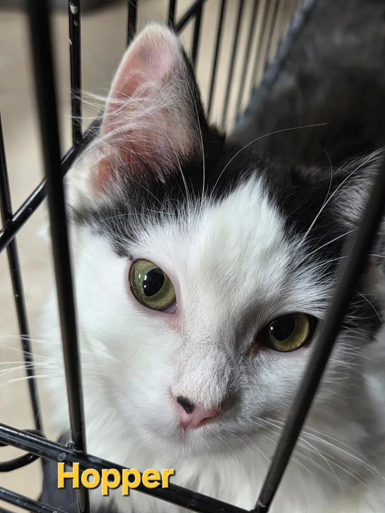 A baby medium-sized female Domestic Medium Hair cat named Hopper for adoption in Cloquet, MN
