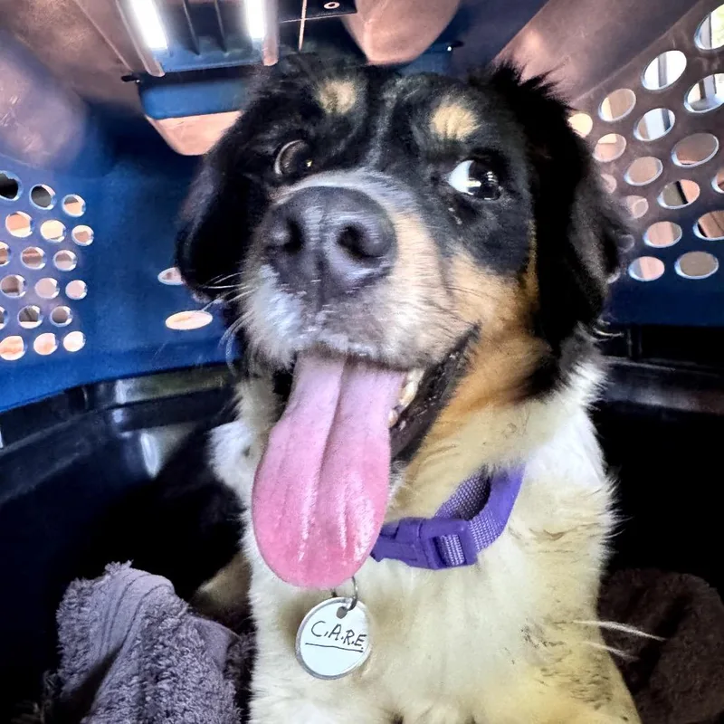 An adult small-sized female Black Mixed Breed dog named Luna for adoption in Skokie, IL
