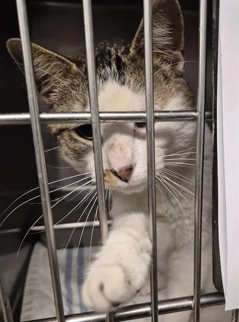A young medium-sized male Domestic Short Hair cat named Wicker for adoption in Decatur, IL