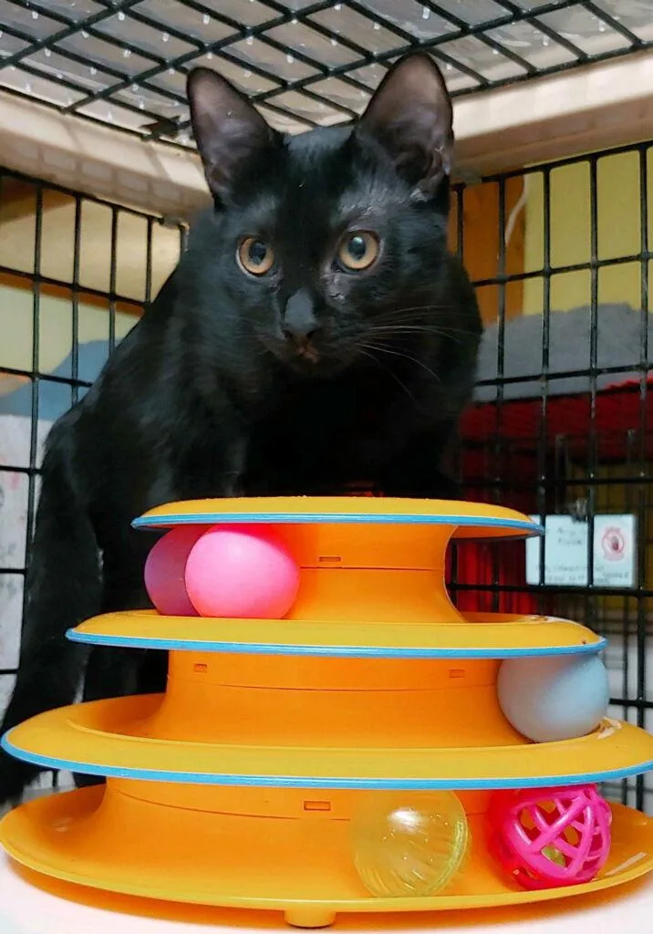 A young medium-sized female Black Domestic Short Hair cat named Tiffany for adoption in Pompano Beach, FL