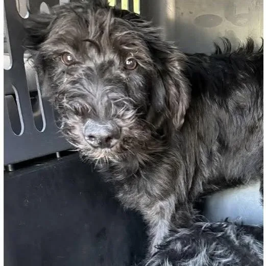 A young medium-sized female Black Labradoodle dog named Jetta for adoption in Santa Rosa, CA