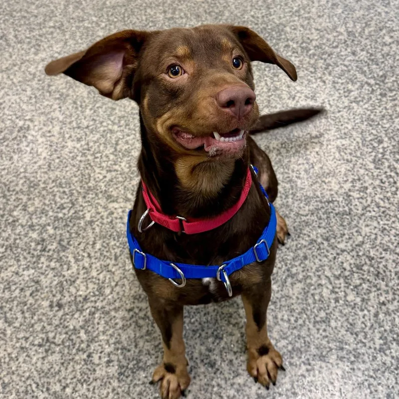 An adult medium-sized male Brown / Chocolate Hound dog named Dougie FKA Doobie for adoption in Falls Church, VA