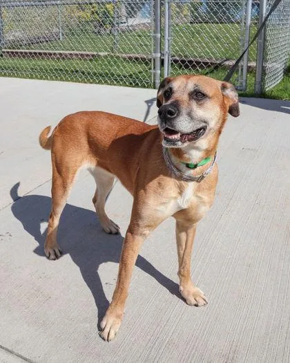 An adult medium-sized female Labrador Retriever dog named Matilda for adoption in Hamilton, MT