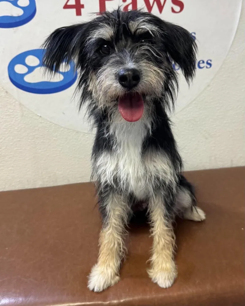 A young small-sized female Terrier dog named Peach for adoption in Las Vegas, NV