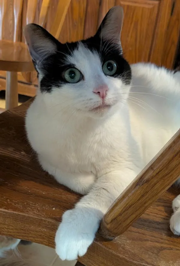 A senior large-sized female Domestic Short Hair cat named Joanie for adoption in Roanoke, VA