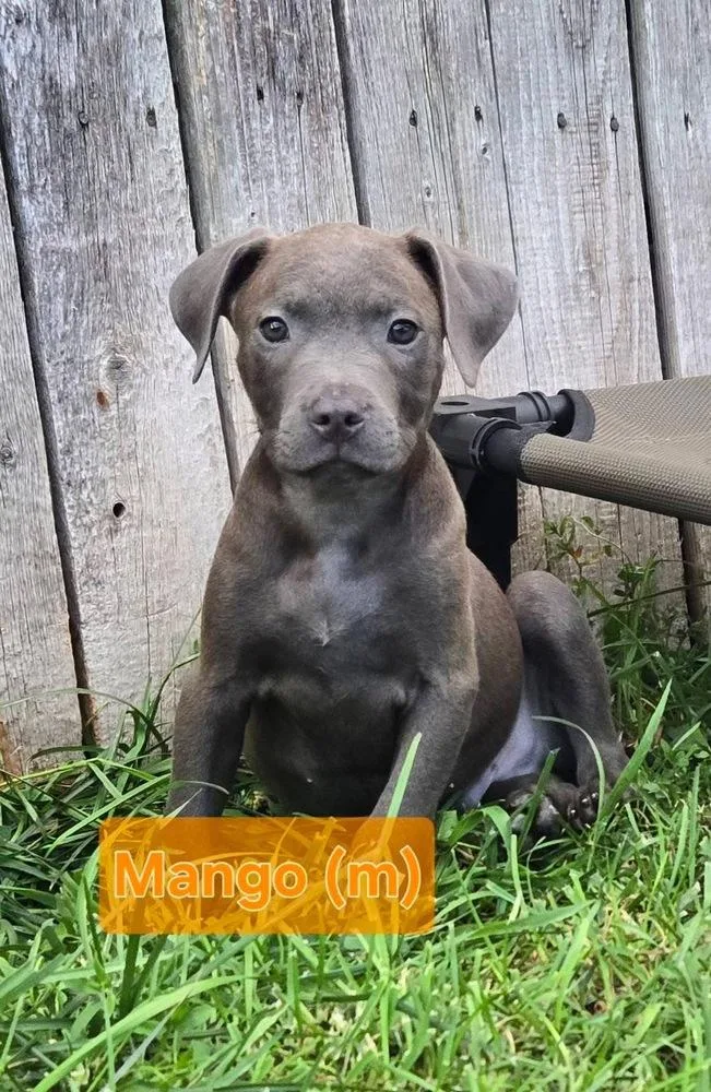 Mango
