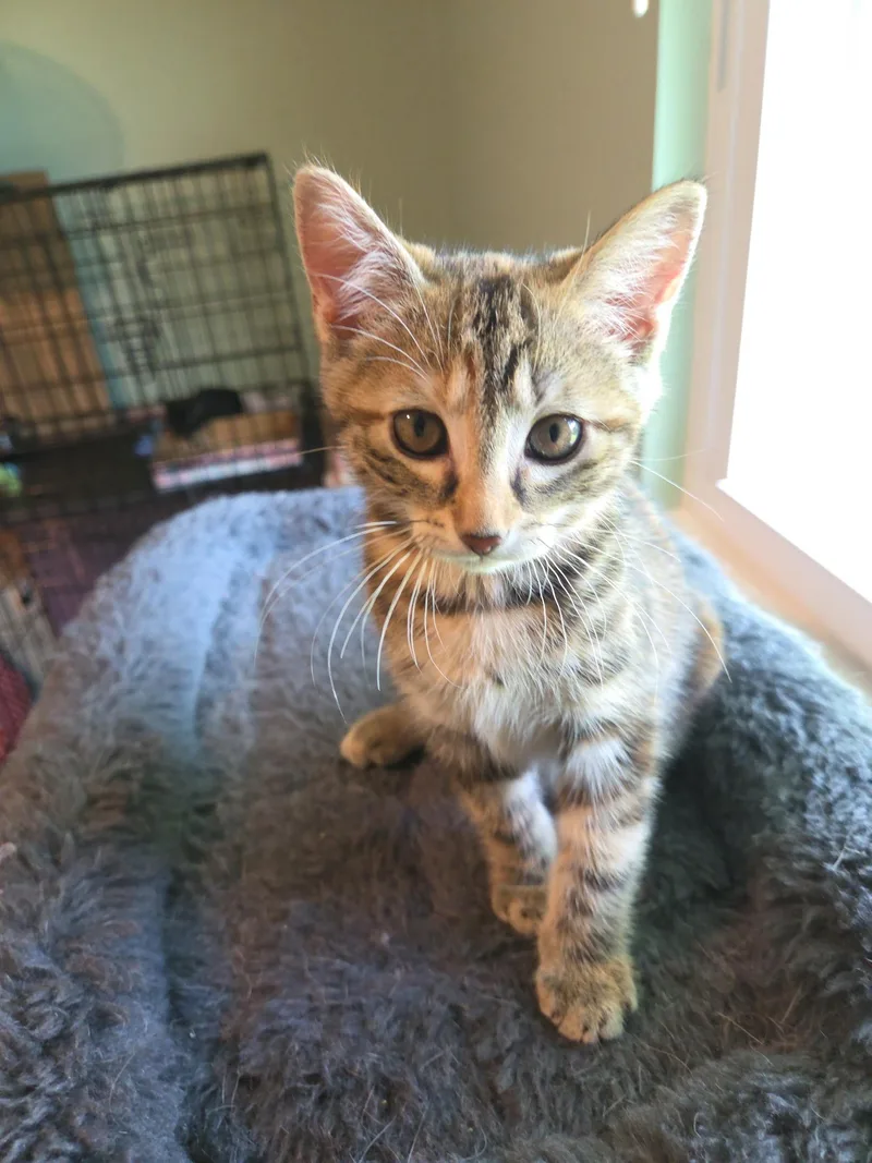 A baby medium-sized female Torbie cat named Red for adoption in Moriches, NY