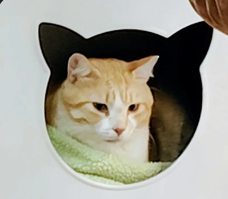 A young medium-sized male Orange & White Domestic Short Hair cat named Arthur for adoption in San Antonio, TX