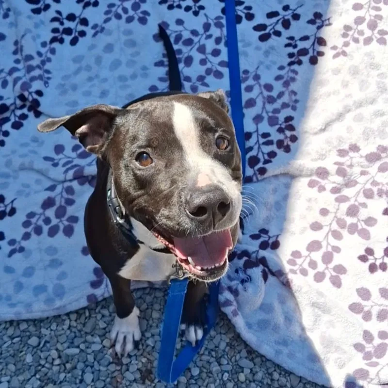 An adult medium-sized female Black Mixed Breed dog named Belarus for adoption in Fairport, NY