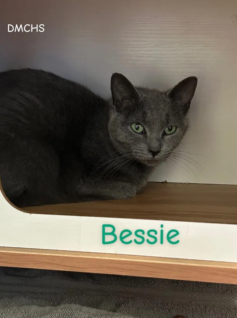 Bessie thumbnail 2