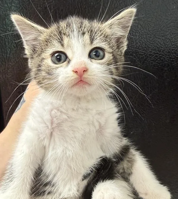 A baby small-sized female Domestic Short Hair cat named Lady Slipper Orchid for adoption in Salisbury, MD