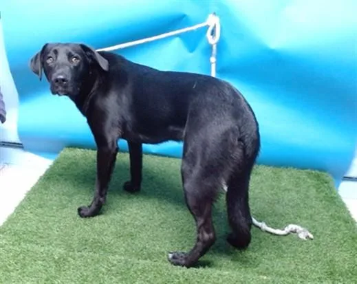 A young small-sized male Labrador Retriever dog named Hoodie for adoption in Downey, CA