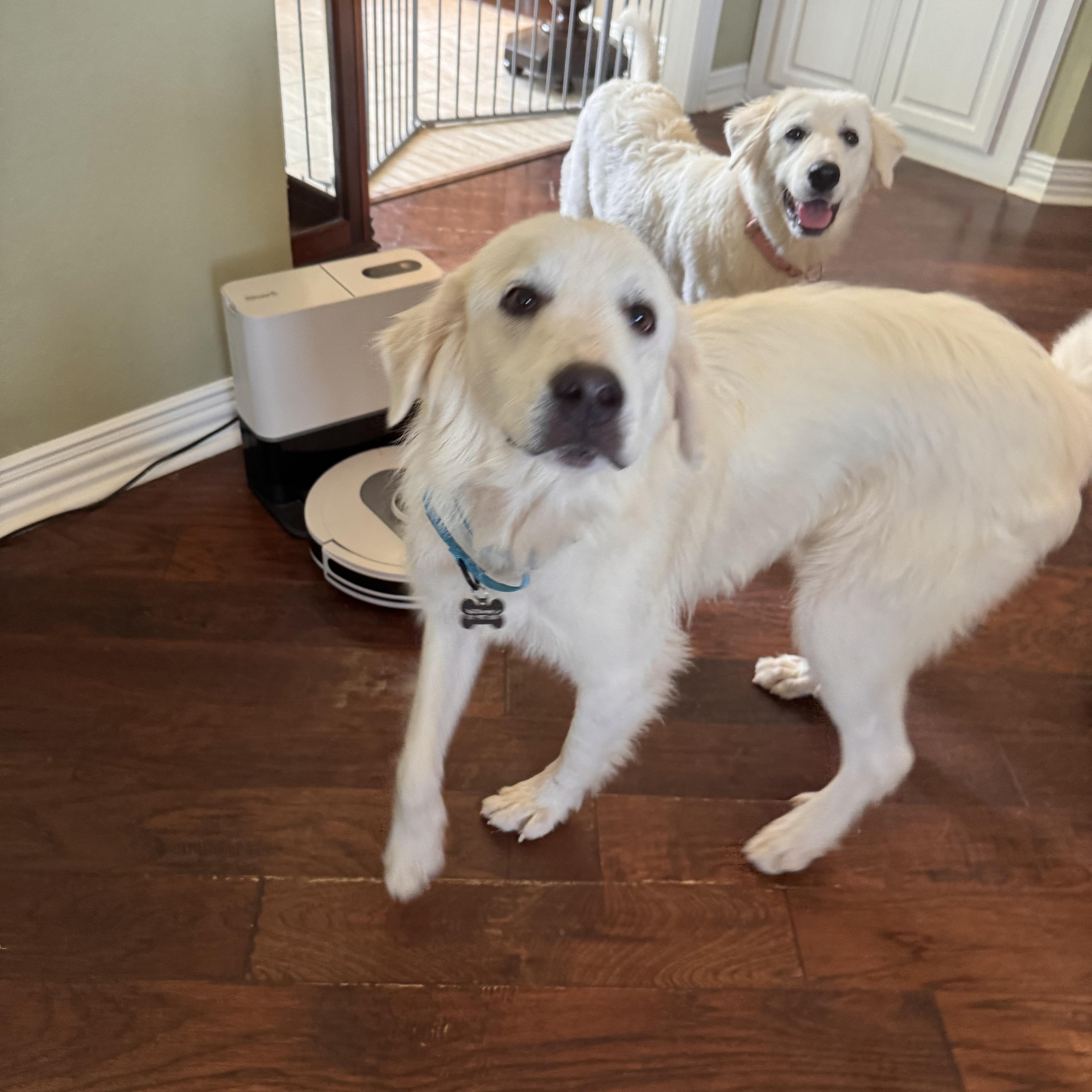 An adult large-sized male White / Cream Golden Retriever dog named Sam for adoption in Southlake, TX