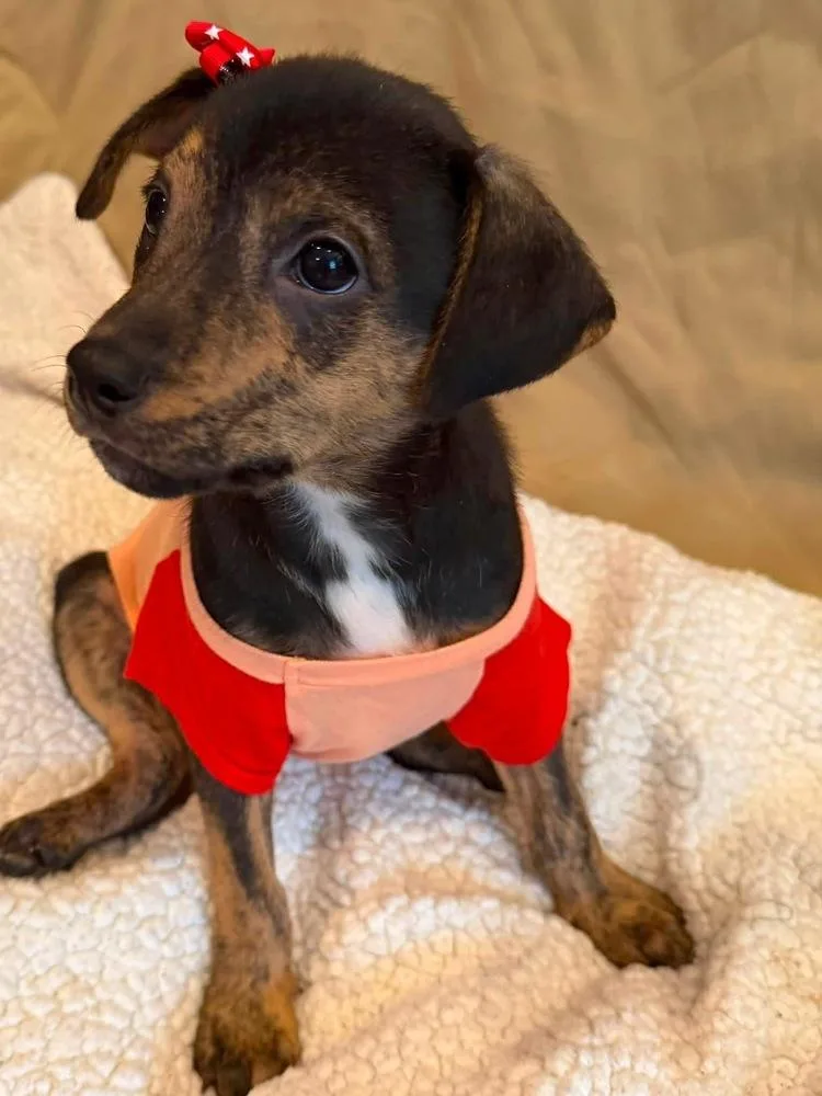 A baby medium-sized female Brown / Chocolate Mixed Breed dog named Idol for adoption in Scranton, PA