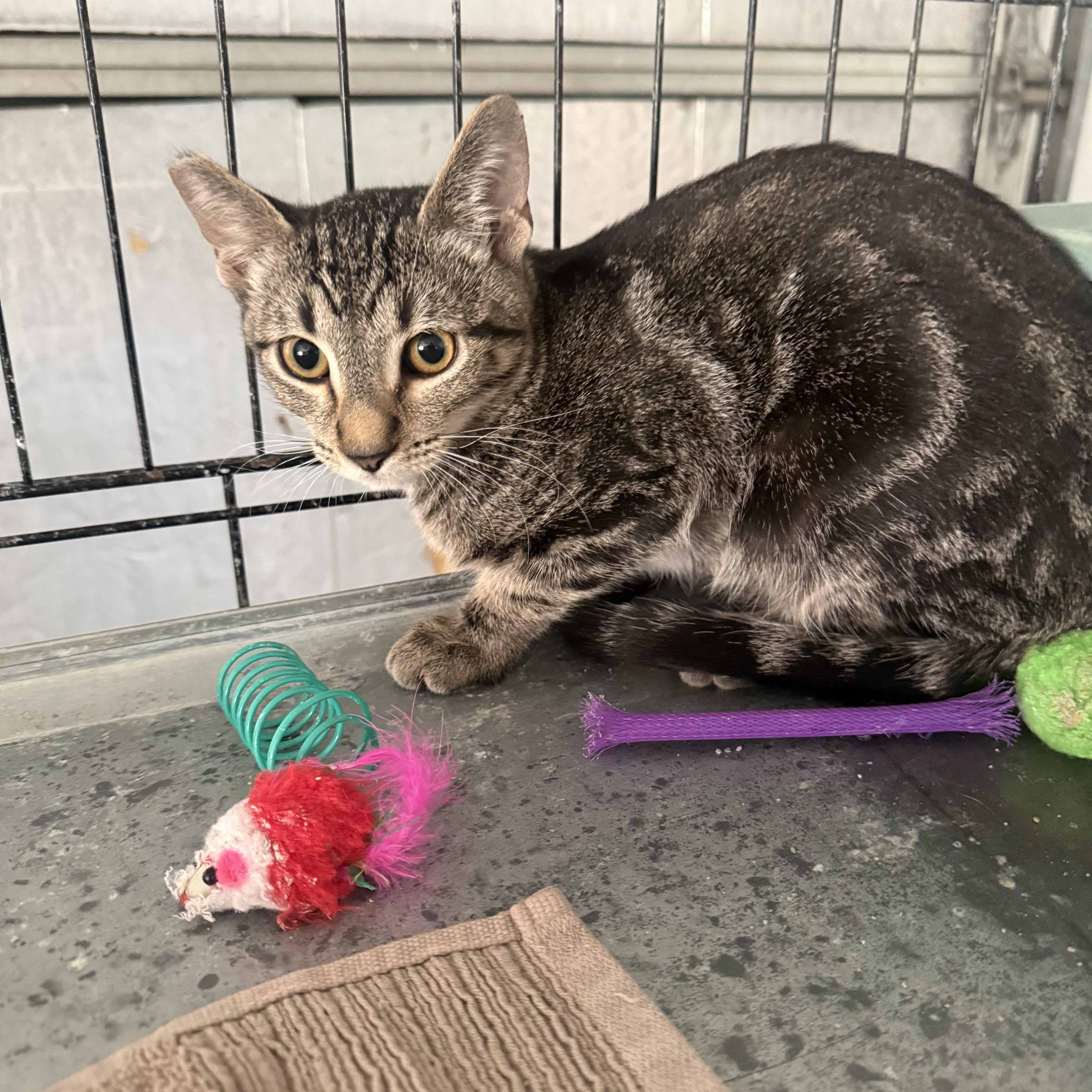 A baby medium-sized male Tabby (Brown / Chocolate) Tabby cat named Not So Bad for adoption in Las Vegas, NV