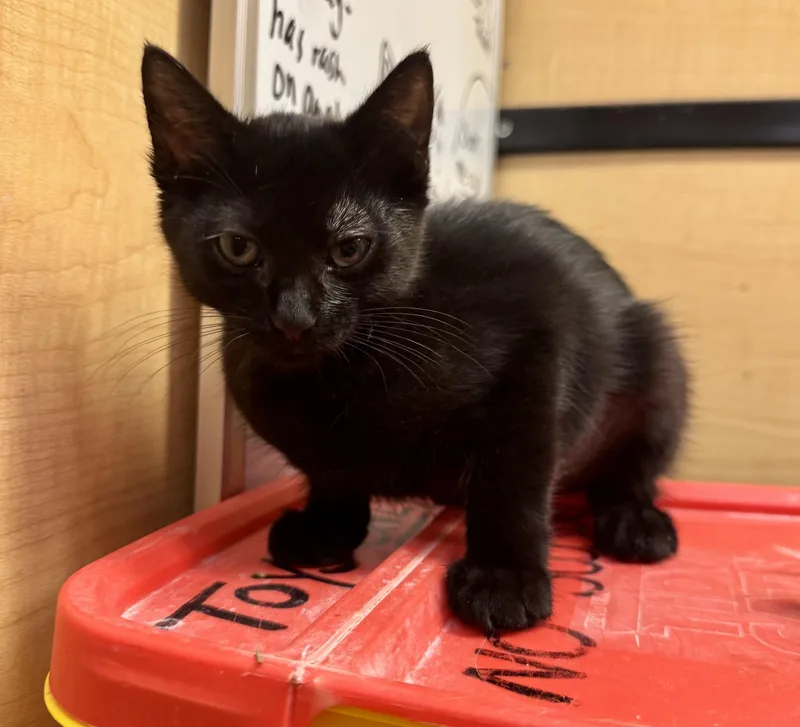 A baby medium-sized female Black Domestic Short Hair cat named Amaya for adoption in Albuquerque, NM