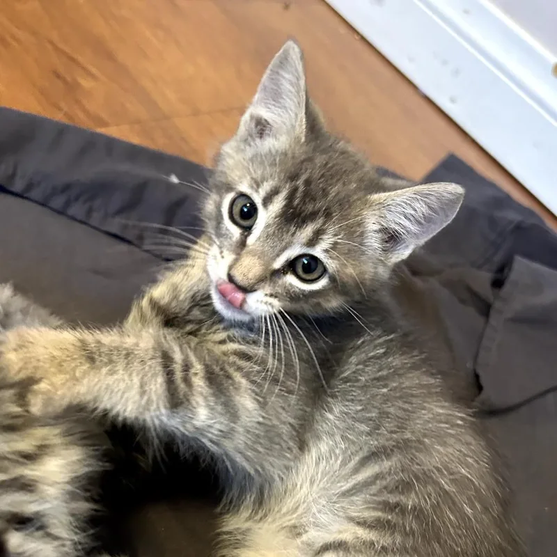 A baby small-sized male Gray / Blue / Silver Domestic Short Hair cat named Nimbus for adoption in Long Beach, CA