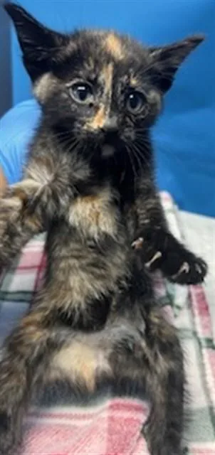A baby small-sized female Domestic Medium Hair cat named Gina for adoption in Gardena, CA
