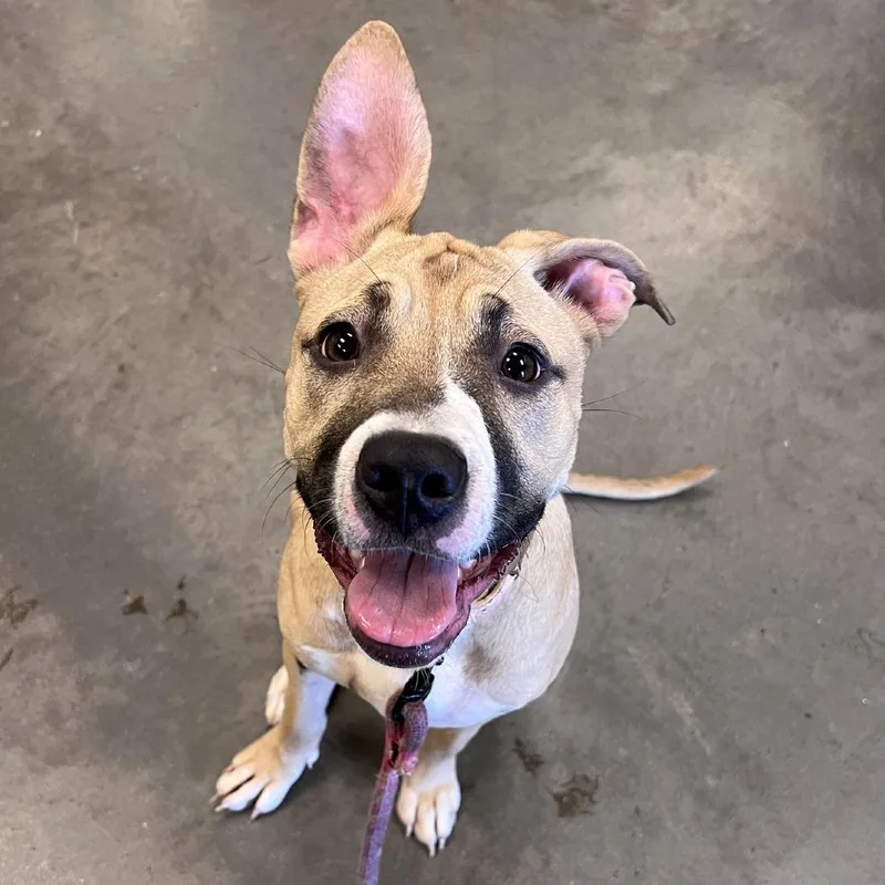 A young medium-sized female Yellow / Tan / Blond / Fawn Mixed Breed dog named Sabrina for adoption in Pittsburgh, PA
