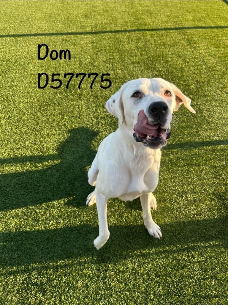 Dom