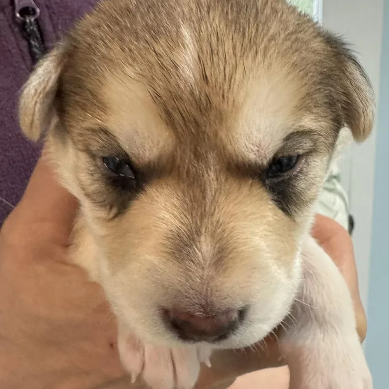 A baby medium-sized male Yellow / Tan / Blond / Fawn Mixed Breed dog named Obiwan for adoption in Bartlett, TN