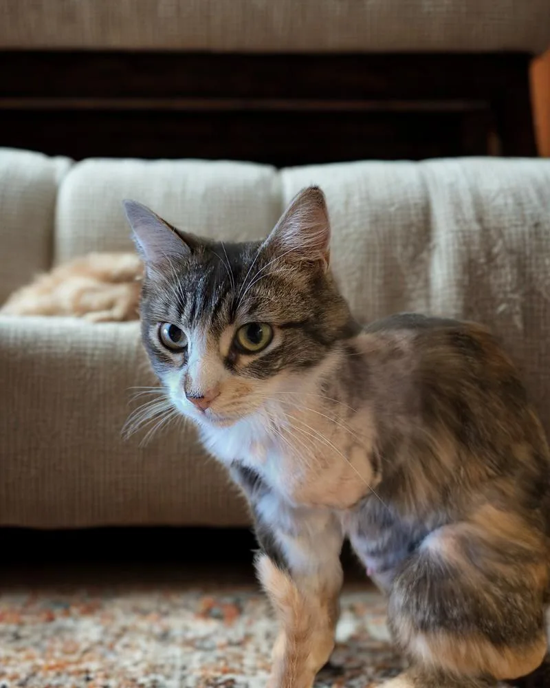 An adult medium-sized female Domestic Long Hair cat named Solon for adoption in Pacifica, CA
