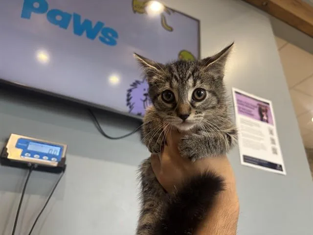 A baby small-sized male Domestic Short Hair cat named Loopy for adoption in Garland, TX