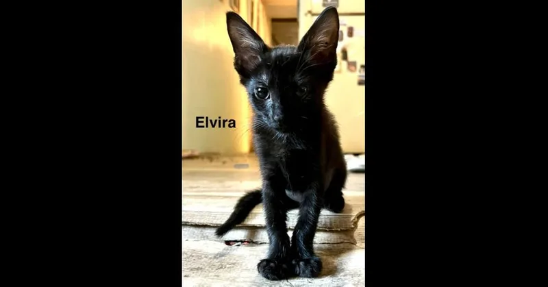 A baby small-sized female Black Domestic Short Hair cat named Elvira for adoption in Groveland, MA
