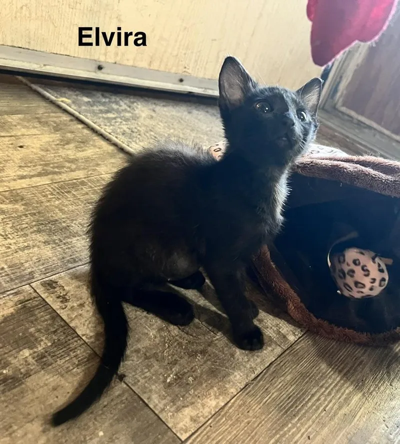 Elvira thumbnail 2