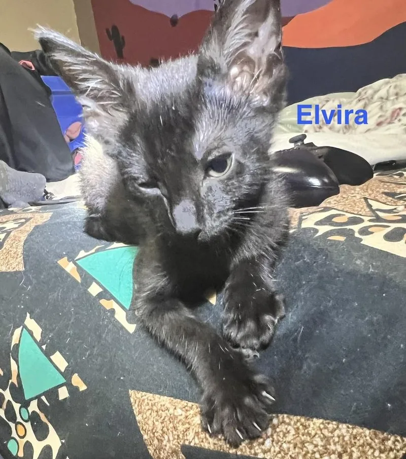 Elvira thumbnail 3