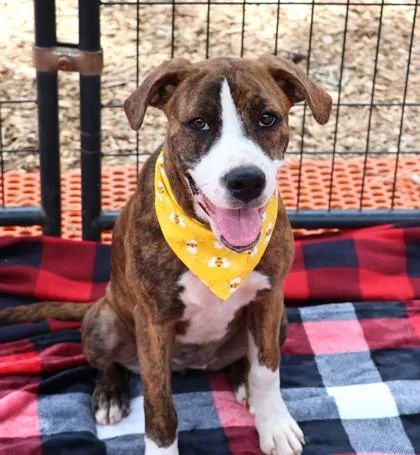 A young medium-sized female Mixed Breed dog named Petty for adoption in Athens, GA