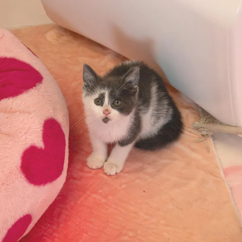 A baby small-sized female White Domestic Short Hair cat named Cinder for adoption in Forest Park, IL