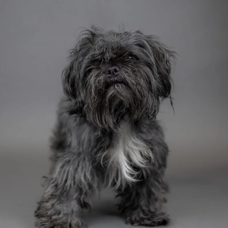 An adult small-sized male Black Shih Tzu dog named Chewey for adoption in Portland, OR