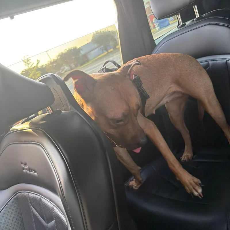 An adult medium-sized female Boxer dog named Blueberry for adoption in Greensboro, NC
