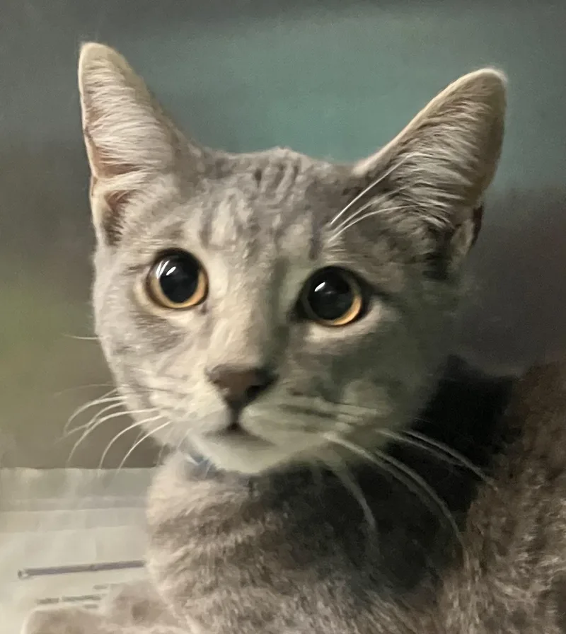 A baby medium-sized male Tabby (Gray / Blue / Silver) Domestic Short Hair cat named Simon for adoption in Parma, OH