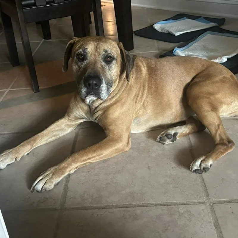 Cinnamon