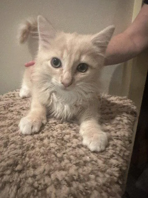 A baby medium-sized male Domestic Long Hair cat named Fluffy for adoption in Candler, NC