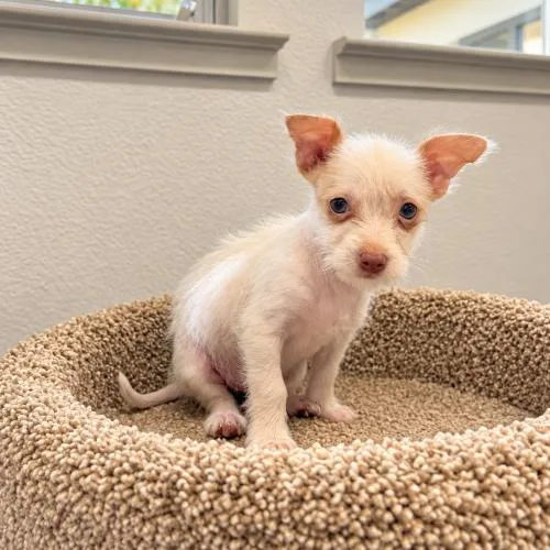 A baby small-sized female Chihuahua dog named Hazel for adoption in Lathrop, CA