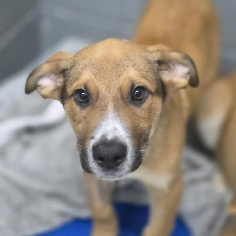 A baby medium-sized male Yellow / Tan / Blond / Fawn Mixed Breed dog named Gunter for adoption in Huntsville, AL