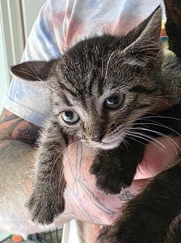 A baby small-sized female Domestic Short Hair cat named Ikora Ray for adoption in Escondido, CA