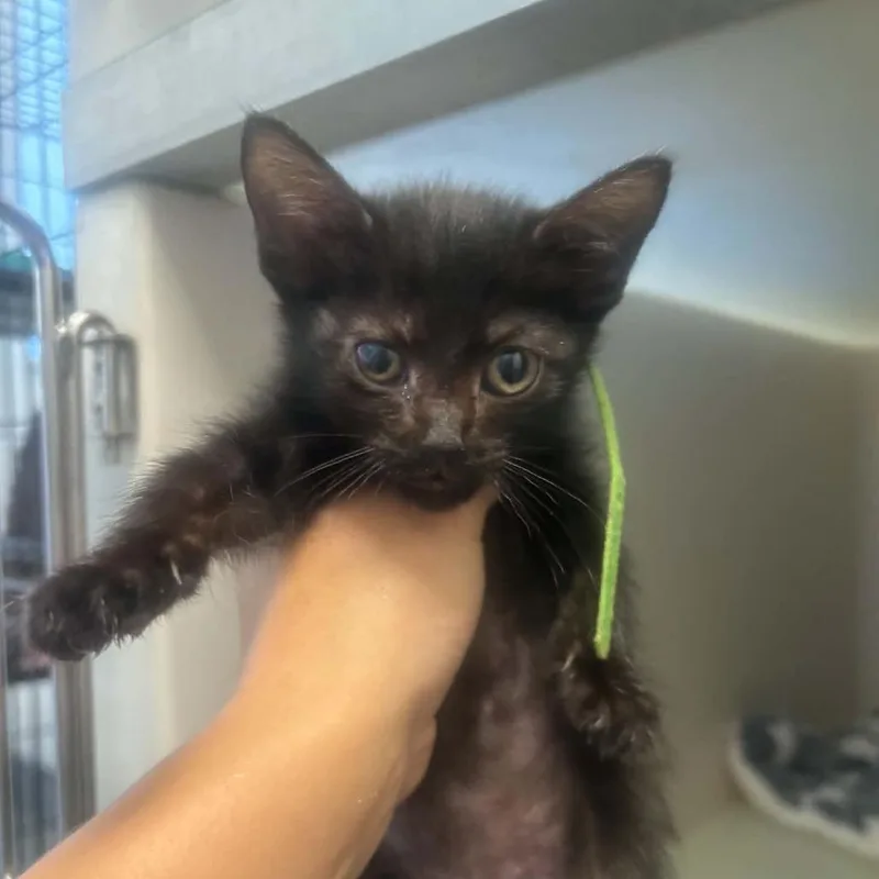 A baby small-sized female Black Domestic Short Hair cat named Chipmunk for adoption in Rocky Mount, VA