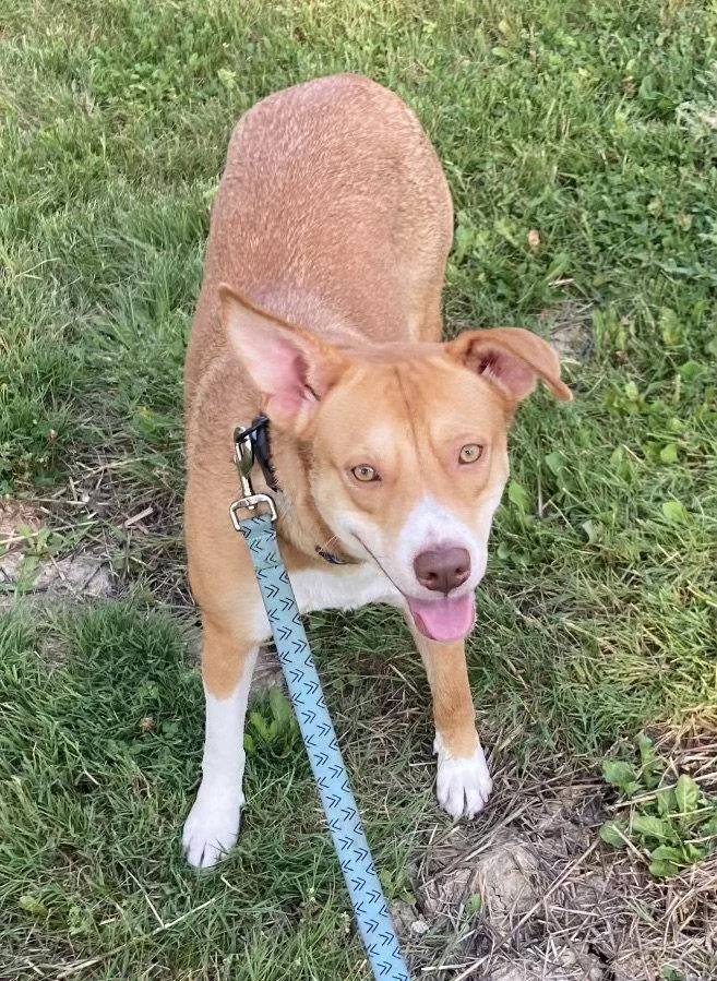 Mayathe shy and sweet
