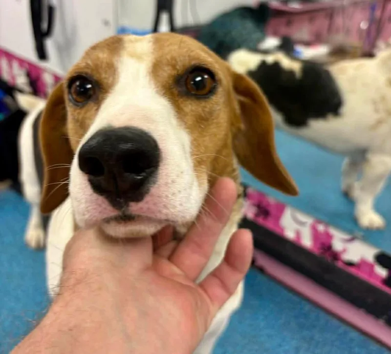 An adult medium-sized female Tricolor (Brown, Black, & White) Beagle dog named Rue for adoption in Fort Madison, IA