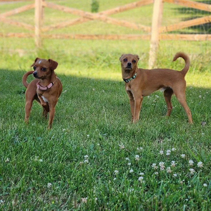 A young small-sized male Brown / Chocolate Chihuahua dog named Blitz for adoption in Toms Brook, VA