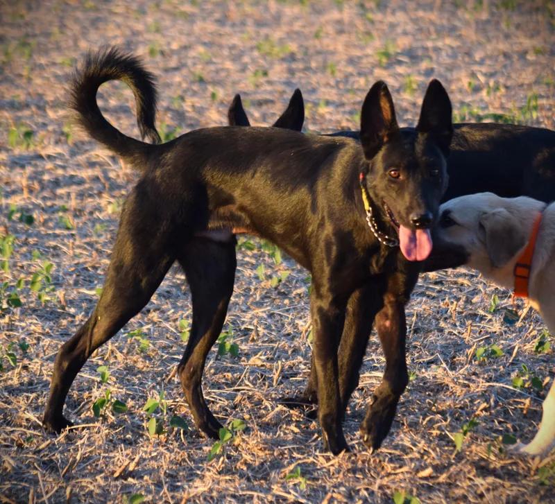 A young medium-sized male German Shepherd Dog dog named JettBest Friend for adoption in Rockport, IN