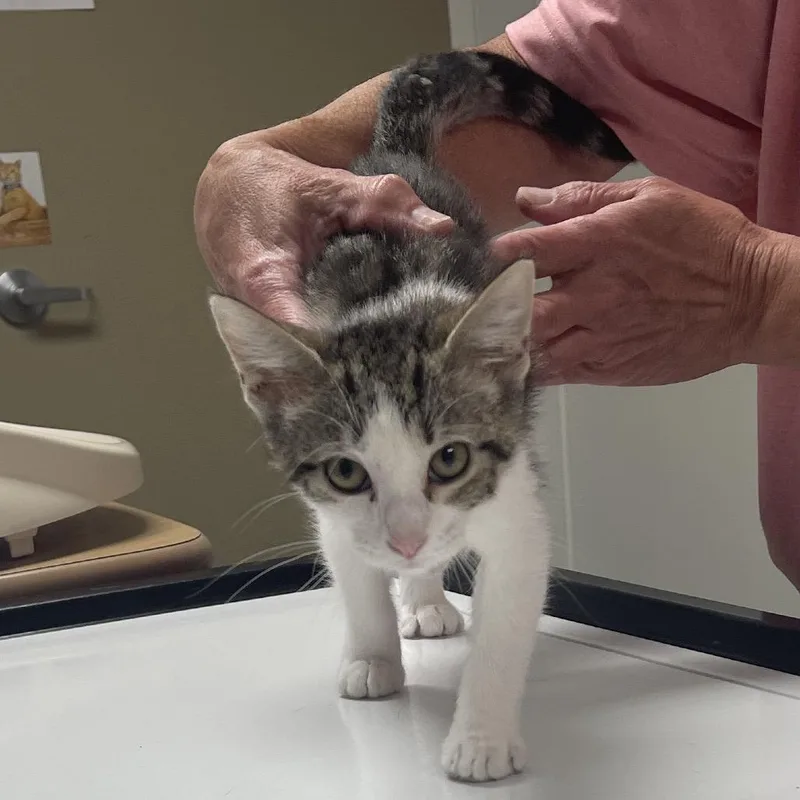 A baby small-sized female Brown / Chocolate Domestic Short Hair cat named Bette for adoption in Canton, IL