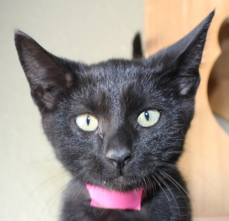 A baby medium-sized male Black Domestic Short Hair cat named Goose for adoption in Huron, SD