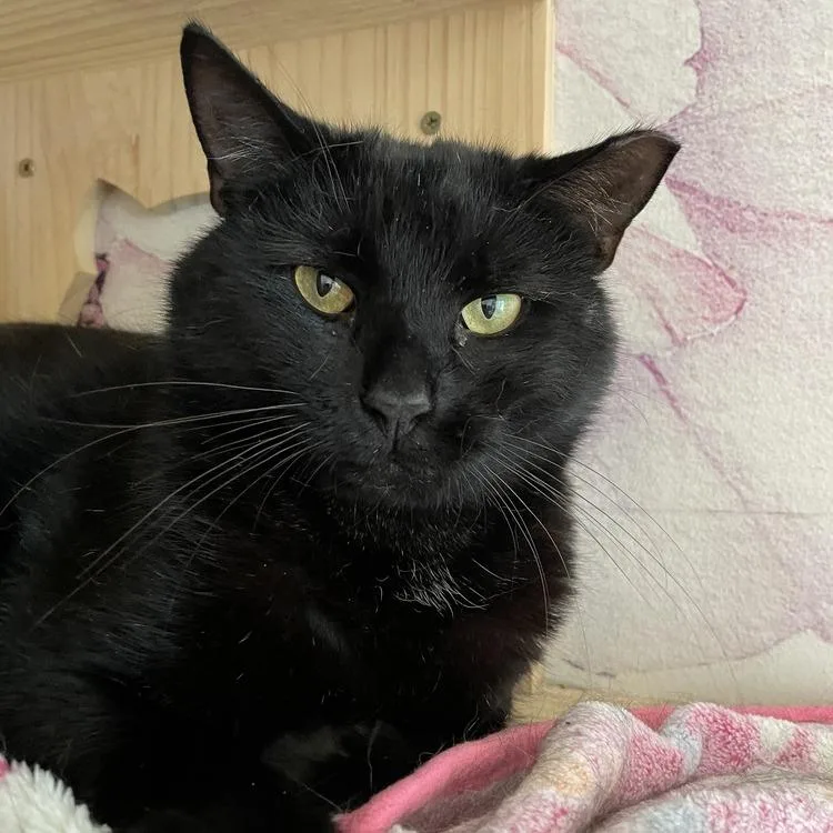 An adult small-sized male Black Domestic Short Hair cat named Robby for adoption in Long Island City, NY